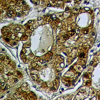 19 - Anti-RAB18 Antibody AP60987