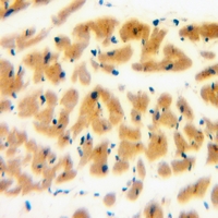 19 - Anti-RAB1B Antibody AP60988