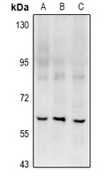 1 - Anti-RGS14 Antibody AP60989
