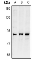 1 - Anti-ARHGEF19 Antibody AP60991
