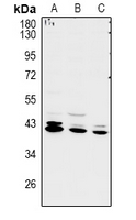 1 - Anti-RCL1 Antibody AP60992