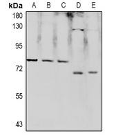 1 - Anti-RPAP2 Antibody AP60993