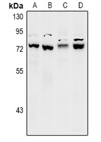 1 - Anti-SLY1 Antibody AP60994