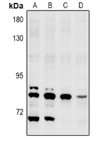 1 - Anti-NEK5 Antibody AP60995