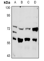 1 - Anti-PLK3 Antibody AP60998
