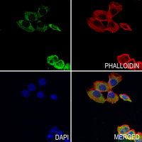 3 - Anti-SYT11 Antibody AP61004