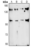 1 - Anti-TAF3 Antibody AP61007
