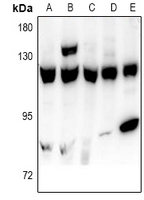 1 - Anti-USP15 Antibody AP61008