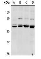 1 - Anti-CACNA2D4 Antibody AP61011