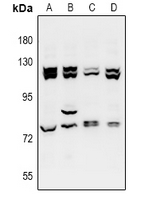 1 - Anti-ZZZ3 Antibody AP61013