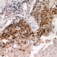 19 - Anti-TRF3 Antibody AP61016
