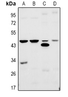 1 - Anti-TRF3 Antibody AP61016