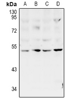 1 - Anti-ZAC Antibody AP61019