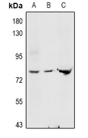 1 - Anti-GNE Antibody AP61020