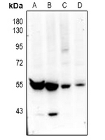 1 - Anti-ZNT9 Antibody AP61021