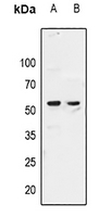 1 - Anti-ZAR1 Antibody AP61023
