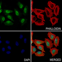 3 - Anti-CDC14A Antibody AP61024