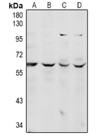 1 - Anti-CDC14A Antibody AP61024