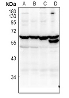 1 - Anti-KLF12 Antibody AP61025