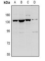 1 - Anti-Contactin 1 Antibody AP61029