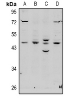 1 - Anti-EBP1 Antibody AP61030