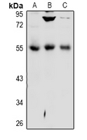 1 - Anti-DPP7 Antibody AP61032