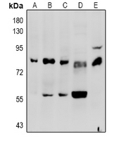 1 - Anti-Factor II Antibody AP61033