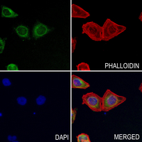 3 - Anti-Carbonic Anhydrase 4 Antibody AP61035