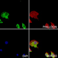 3 - Anti-CD32b Antibody AP61036