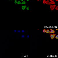 3 - Anti-Prolyl Endopeptidase Antibody AP61037