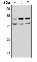 1 - Anti-Prolyl Endopeptidase Antibody AP61037