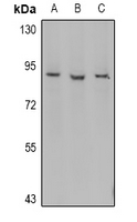 1 - Anti-Myeloperoxidase 89k Antibody AP61038