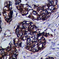 19 - Anti-ADAM10 Antibody AP61040