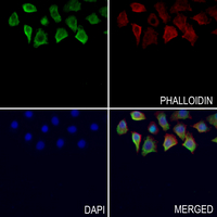 3 - Anti-CD97 alpha Antibody AP61041