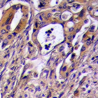 19 - Anti-CD97 alpha Antibody AP61041