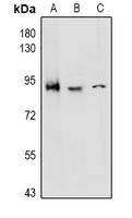 1 - Anti-CD97 alpha Antibody AP61041