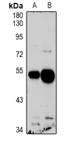 1 - Anti-GPR103 Antibody AP61046