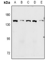 1 - Anti-GPR124 Antibody AP61047