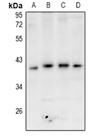 1 - Anti-GPR174 Antibody AP61048