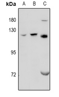 1 - Anti-GPRC6A Antibody AP61049