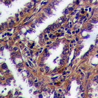 19 - Anti-GPR169 Antibody AP61050