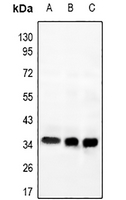 1 - Anti-GPR169 Antibody AP61050
