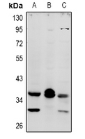1 - Anti-MRGX4 Antibody AP61051