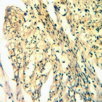 19 - Anti-NAIP Antibody AP61054