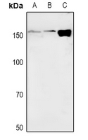 1 - Anti-NAIP Antibody AP61054