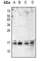 1 - Anti-p16 ARC Antibody AP61055