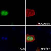3 - Anti-PAP Antibody AP61057