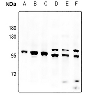 1 - Anti-PAP Antibody AP61057
