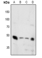 1 - Anti-Synaptotagmin (Phospho-T202/199) Antibody AP61060