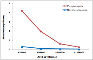 10 - Anti-MITF (Phospho-S180) Antibody AP61064